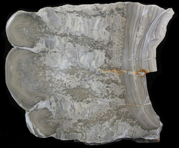 Triassic Aged Stromatolite Fossil - England #41096
